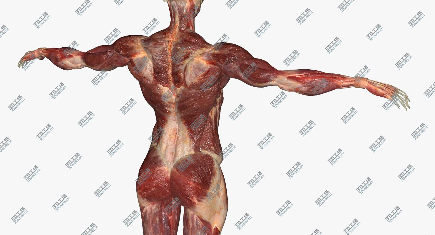 images/goods_img/20210313/3D model Male Muscular Anatomy (Rigged)/4.jpg